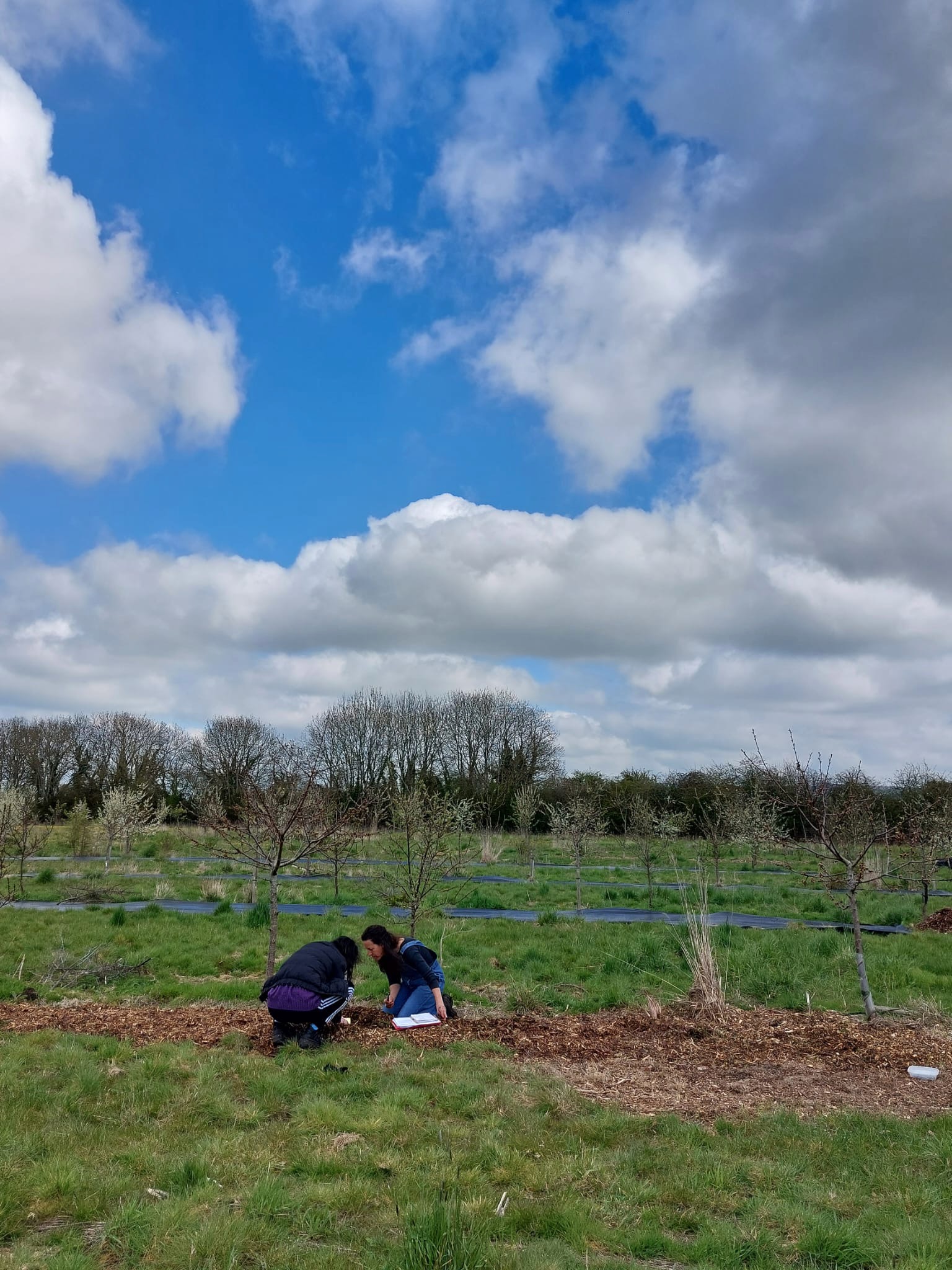 Killing grass – Edible Eastbrook